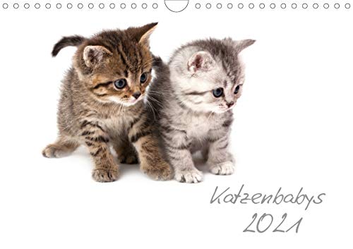 Preisvergleich Produktbild Katzenbabys (Wandkalender 2021 DIN A4 quer): Wandkalender - Samtpfötchen auf Entdeckungstour (Monatskalender, 14 Seiten ) (CALVENDO Tiere)