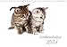 Produktbild Katzenbabys (Wandkalender 2021 DIN A4 quer): Wandkalender - Samtpfötchen auf Entdeckungstour (Monatskalender, 14 Seiten ) (CALVENDO Tiere)