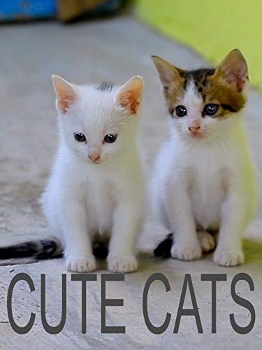 Clip: Cute Cats