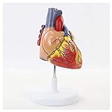 modelo de corazón Muestra la estructura normal del corazón, la vena arterial y la estructura de la válvula, la sección extraíble brinda acceso a las cámaras, válvulas y vasos principales. Para que pueda explicar en vivo el conocimiento relevante a los estudiantes por el modelo, permita que los estudiantes rápidamente entender y dominar