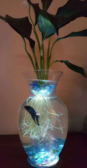 Amazon.com: Aquarium Peace Lily (Spathiphyllum Wallisii) Live Aquatic Plant  : Pet Supplies