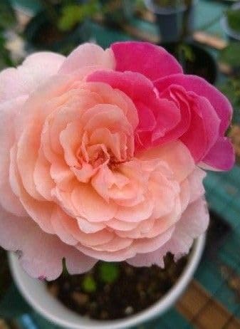 バラ苗 和バラ バラ挿し木 N*l様 1苗のみ 和バラ 挿し木