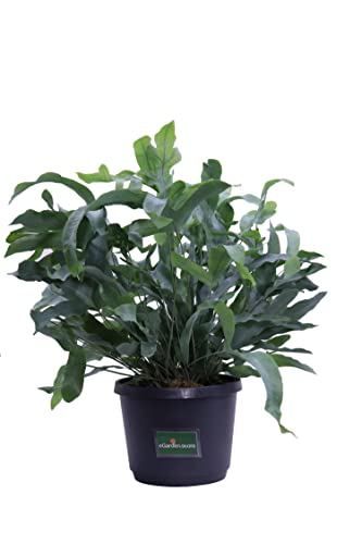 Pianta di Phlebodium Aureum Blue Star Pianta di Felce Blu pianta da interno Pianta di Phlebodium Felce ornamentale pianta vera pèianta tropicale venduta da eGarden.store
