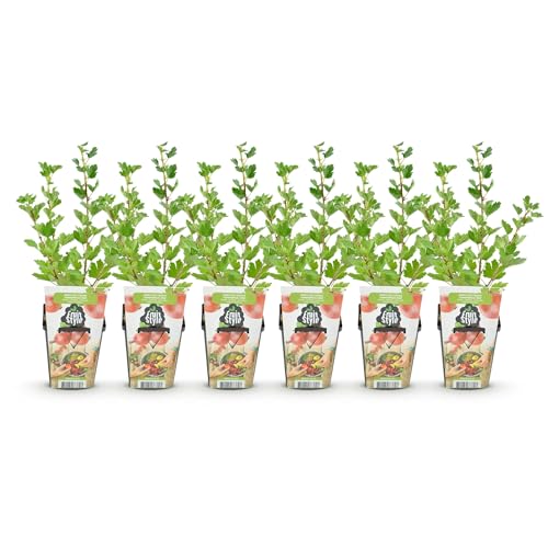 GreenboutiQ - Plantes à fruits - Groseillier à maquereau - Ribes uva-crispa Hinnonmaki Rod - Rustique - 6 Plantes - Pot de 9 cm - Groseille Rouge