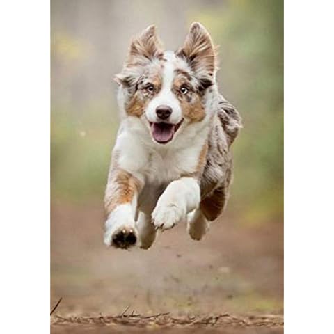 5D DIY Diamond Painting Australian Shepherd Dog 12X16 inches Full Round Drill Rhinestone Embroidery for Wall Decoration Cover