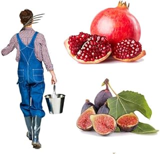 Menoufia Nursery Special Offer - American Pomegranate Seedling and Spanish Fig Seedling - High Quality Plants for Home Care, Rooftop Planting and Garden