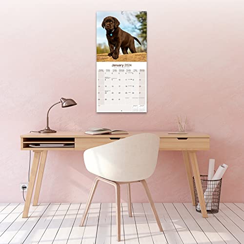 Chocolate Lab Retriever Calendar 2024 - Image 4