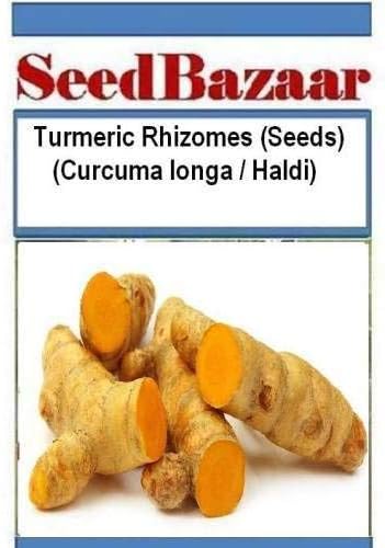 curcuma