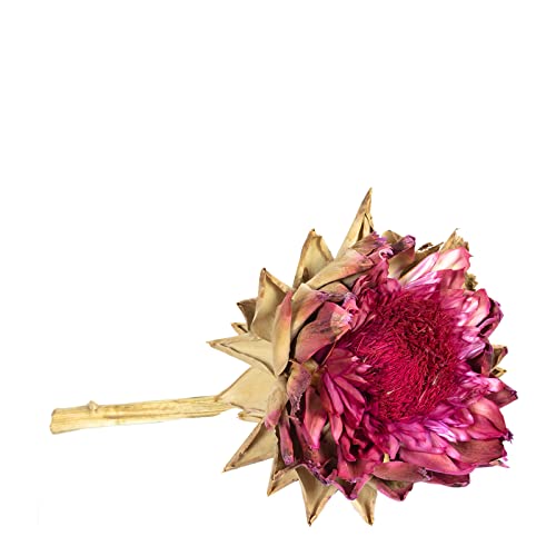 Alcachofa Ex Naturaleza - Flores.Rojo - en el tallo - flor.rojo