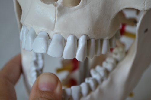 Skelett24 S24.2141 – Human Skull – Educational Anatomical Model – 4 Pieces With Neck Spine #TOP5