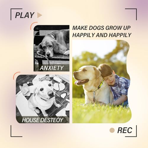 ptlsy Automatic Dog Ball Launcher Interactive Puppy Pet Ball Indoor Thrower Machine for Small and Medium Size Dogs, 3 Balls Included (2 inch) (Purple, Remote) by ptlsy - Image 5