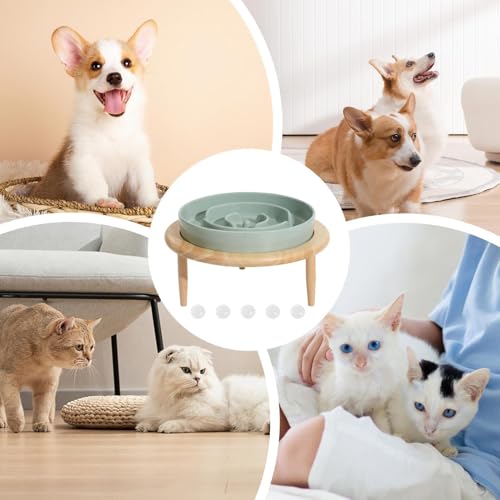 Fournitures alimentaires en PET pour repas de chien serein - 8