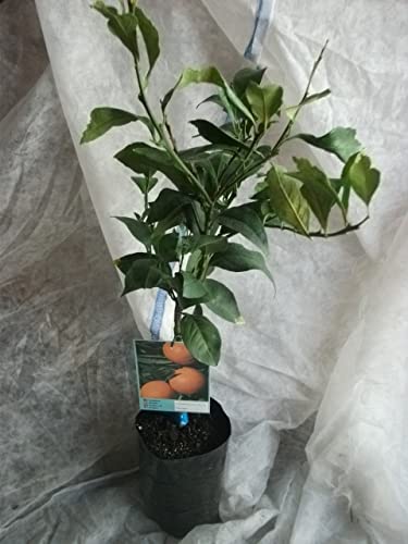 Arbre Mandarina Dulce, arbre de 2 ans en pot plastique Hauteur 1,50 cm
