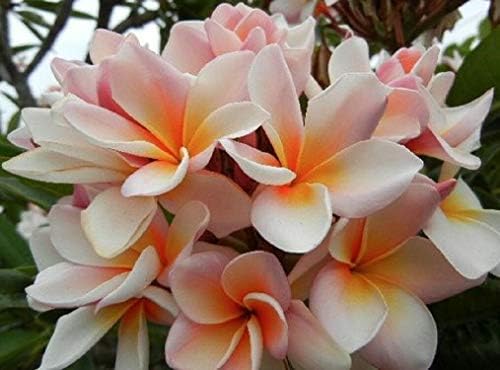 5 Rare White Orange Plumeria Seeds Plants Flower Lei Hawaiian Garden Fragrant