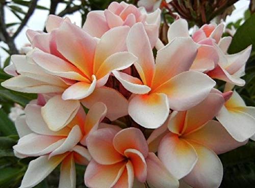 5 Rare White Orange Plumeria Seeds Plants Flower Lei Hawaiian Garden Fragrant #TOP26