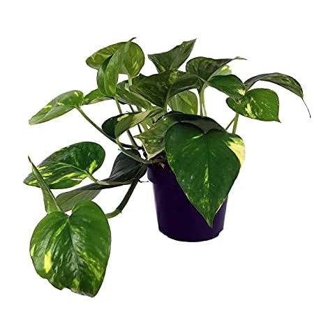 Planta DECOALIVE Epipremnum Aureum Natural Potus en Maceta de 12 cm Cover