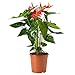 AMERICAN PLANT EXCHANGE Red Anthurium Flamingo Flower Indoor/Outdoor Live Plant, 6" Pot, Top Air Purifier