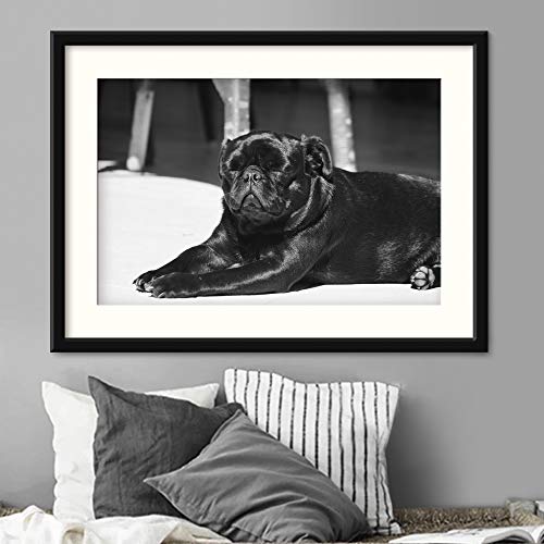 H5print Framed Canvas Wall Art Sleepy Pug in the Sun Animals Black and White CloseUp Dramatic Duotone Expressionism Grey Industrial Photography Artwork Black Frame - 23x31 inches