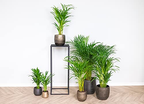 Dypsis Lutescens - Goudpalm - Kamerplant - Onderhoudsvriendelijk - ⌀24 cm - 140-150 cm - Afbeelding 3