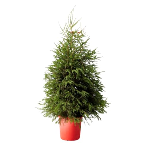 Verdecora Abeto Natural 100-125cm | Picea Excelsa | Abeto Europeo - Noruego | Árbol de Navidad con Follaje Verde Fresco y Aroma Natural | Ideal para Decoración Navideña en Interior o Exterior