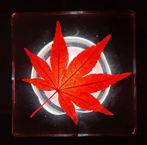 Image of Large 2.9 inch Real Red Japanese Maple Leaf in Crystal Clear Lucite Resin Paperweight Specimen Dried Pressed Botanist Herb Herbarium Crafts Collection for Botany Science Education & Desk Ornament Display