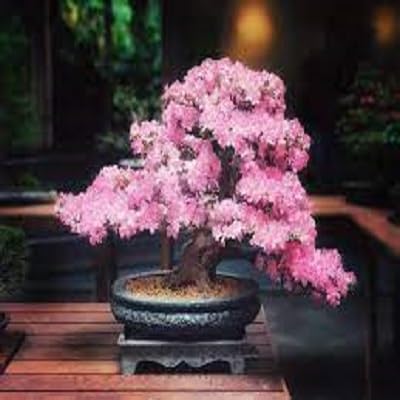 10 Pcs Japanese Cherry Blossom Seeds Colorful Flower Home Garden