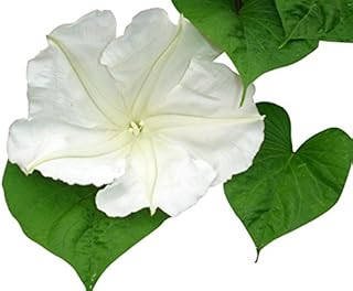 Sponsored Ad - White Evening Blooming Vine Seeds - Climbing Vine Up to 15'