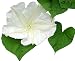 White Moonflower Vine Seeds - Climbing Vine Up to 15'