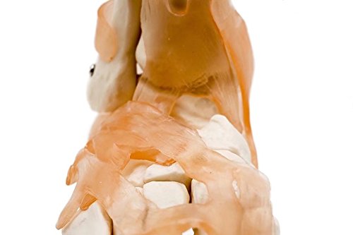 BoNew-Oral Life Size Foot Joint with Ligaments Anatomical Skeleton Model - Medical Anatomy