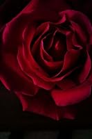 Red, Red Rose Journal: (Red Rose Journal, Red Rose Notebook, Composition Book, Diary, Log Book, Creative Writing, Flowers, Poetry, 6 x 9, Medium, Ruled) (Roses) (Volume 2) 1721570438 Book Cover