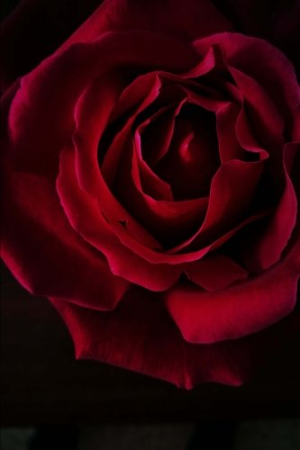 Red, Red Rose Journal: (Red Rose Journal, Red Rose Notebook ...