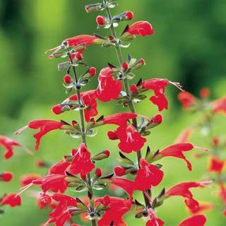 Park Seed Summer Jewel Red Salvia Seeds, Dwarf Scarlet Sage