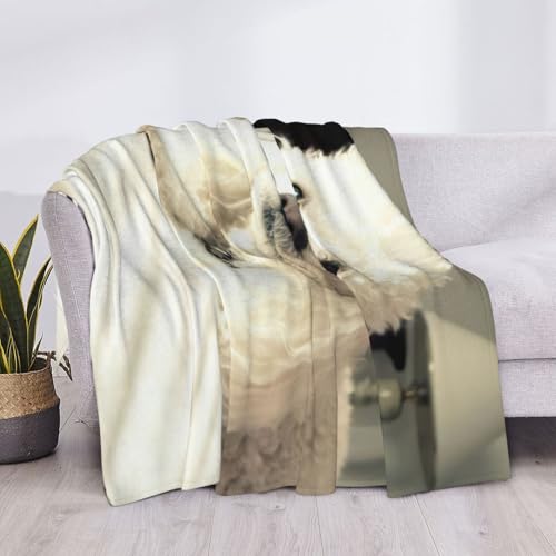 Couverture de lit EdWal caniche pour des soirées cocooning douillettes