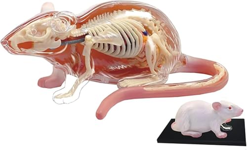 Modèle anatomie rat 29 parties détachables avec squelette translucide