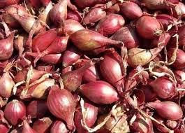 HERENCIA NO OGM rojas chalotes Apache 100 semillas