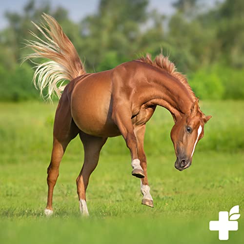 ReaVET Gelenk Complete 1kg, Gelenkpulver Pferd – Natürlicher Gelenke-Komplex für Mobilität, Bewegungsfreude & Vitalität mit Teufelskralle und Ingwer, Unterstützung der Gelenke & Gelenkfunktion