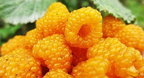 Vaacnee 200 Rubus Ellipticus Seeds Yellow Raspberry Golden Raspberry Seeds #TOP1