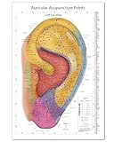 Comprehensive Auriculotherapy Wall Chart - 2025 Edition | 240+ Points, Chinese & European Acupuncture | Stunning 24x36 Full-Color Reference, Left Ear