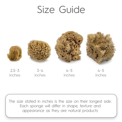 Naroa Artist Natural Sea Sponges for Painting | Unique Sponges Set Unbleached | Great for Artists & Children | Acrylic, Watercolor, Marbling, Texturing, Pottery, Ceramics (Artist - 4 Pack) - Thumbnail 3