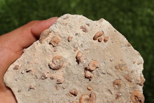 Image of Ammonites & Gastropods Plate Cretaceous Fossils Fossils from Morocco Fossil Rock ammonites Fossil from Morocco A112