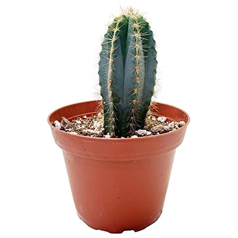Fat Plants San Diego Pilosocereus pachycladus Cactus Plant Cover