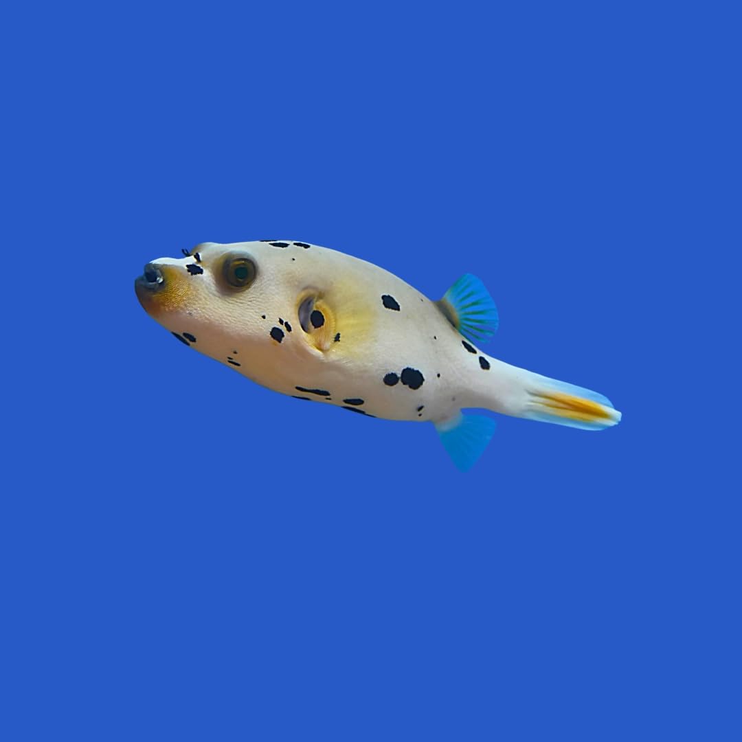 ◆海 プロフ必読◆ f-marin_4940764558583