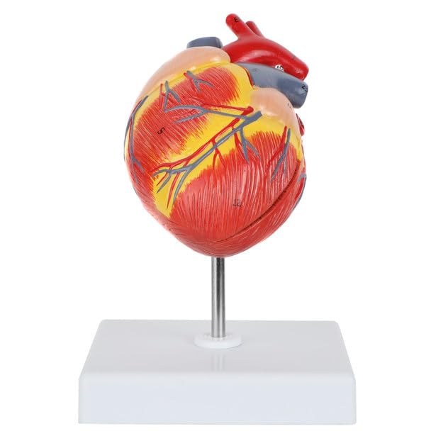 Axis Scientific 2-Part Life-Size Canine Heart Anatomy Model - Detailed Canine Heart Anatomy Model for Veterinarians, Teachers, Students -includes Study Guide - Durable and Realistic