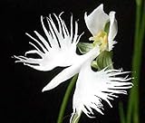 PLAT FIRM GERMINATIONSAMEN: Weiße Reiher-Orchidee sät die seltenen Orchideen-Arten der Welt japanische Radiata-Samen 100