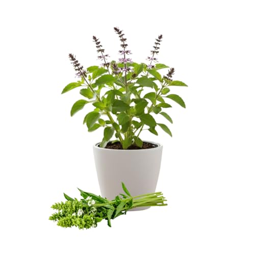 Holy Basil Live Plant in 4 Inch Pot, Edible Basil