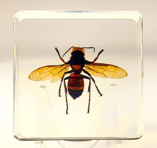 Image of 2.9 inch Real Asian Giant Hornet w /Open Wings in Square Crystal Clear Lucite Resin Specimen Preserved Taxidermy Collection for Biology Science Education Desk Ornament Display Supplies Paperweight