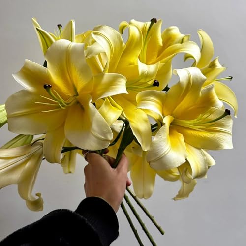 2 pz bulbi di gigli- regali per gli amanti del giardino Piante resistenti per il giardino giardino decorativo decorazione del giardino esterno aiuole rialzate per giardino fiorito