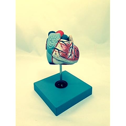Human Heart Model in 2 Parts AM0080 Cover