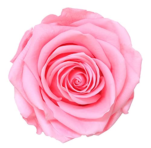 VERDISSIMO Rose Éternelle Stabilisée Premium - Tige 55cm, Diamètre 6,5 à 8,5 Cm (Blanc)