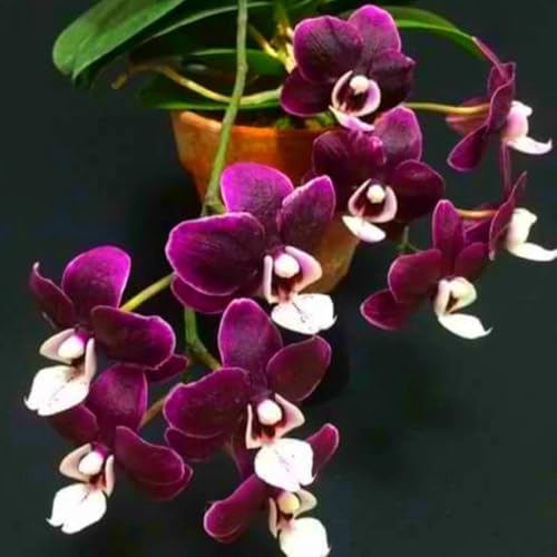 Cymbidium Bulbos,Flores decorativas,Embellecer el entorno,Paisajismo,Elegante,Resistente,Bulbos De Phalaenopsis,Plantas Aromáticas De Cymbidium.-10bulbos-A